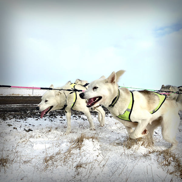 AXAECO X-SCHIRT ZUGGESCHIRR- Ideale Mischung aus Faster Geschirr und X-Back. Breite Posterung für idealen Sitz, eben wie ein T-Shirt. Dieses Zuggschirr ist ein klassisches Langgeschirr und für alle Zughundesportarten geeignet, es liegt sehr gut bei der Zugarbeit am Körper an.