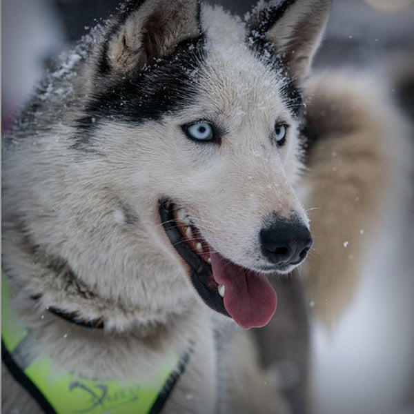 AXAECO X-SCHIRT ZUGGESCHIRR- Ideale Mischung aus Faster Geschirr und X-Back. Breite Posterung für idealen Sitz, eben wie ein T-Shirt. Dieses Zuggschirr ist ein klassisches Langgeschirr und für alle Zughundesportarten geeignet, es liegt sehr gut bei der Zugarbeit am Körper an.
