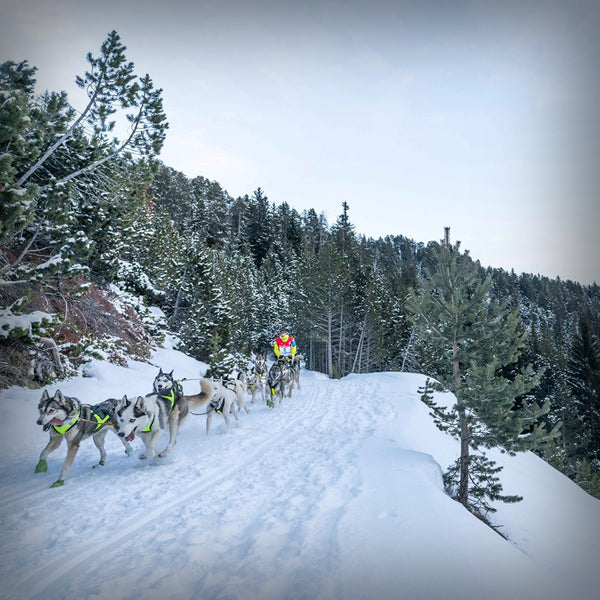 AXAECO X-SCHIRT ZUGGESCHIRR- Ideale Mischung aus Faster Geschirr und X-Back. Breite Posterung für idealen Sitz, eben wie ein T-Shirt. Dieses Zuggschirr ist ein klassisches Langgeschirr und für alle Zughundesportarten geeignet, es liegt sehr gut bei der Zugarbeit am Körper an.