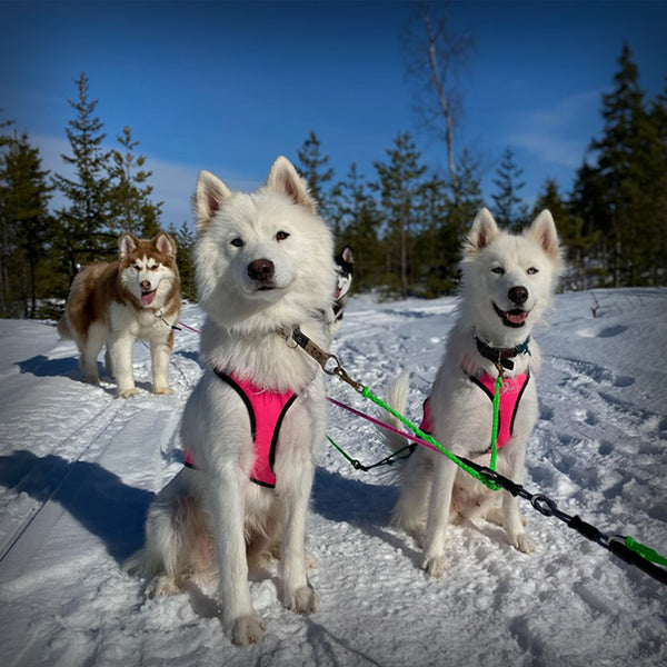 AXAECO X-SCHIRT ZUGGESCHIRR- Ideale Mischung aus Faster Geschirr und X-Back. Breite Posterung für idealen Sitz, eben wie ein T-Shirt. Dieses Zuggschirr ist ein klassisches Langgeschirr und für alle Zughundesportarten geeignet, es liegt sehr gut bei der Zugarbeit am Körper an.