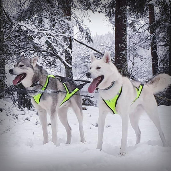 AXAECO X-SCHIRT ZUGGESCHIRR- Ideale Mischung aus Faster Geschirr und X-Back. Breite Posterung für idealen Sitz, eben wie ein T-Shirt. Dieses Zuggschirr ist ein klassisches Langgeschirr und für alle Zughundesportarten geeignet, es liegt sehr gut bei der Zugarbeit am Körper an.