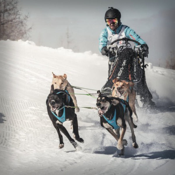 ZUGGESCHIRR BLIZZARD BEAST V2