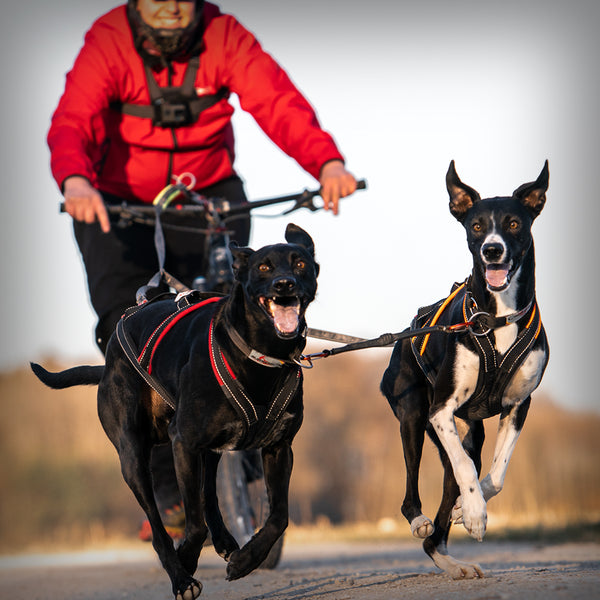 CANIX DOUBLE JÖRINGLEINE SCOOTER / BIKE