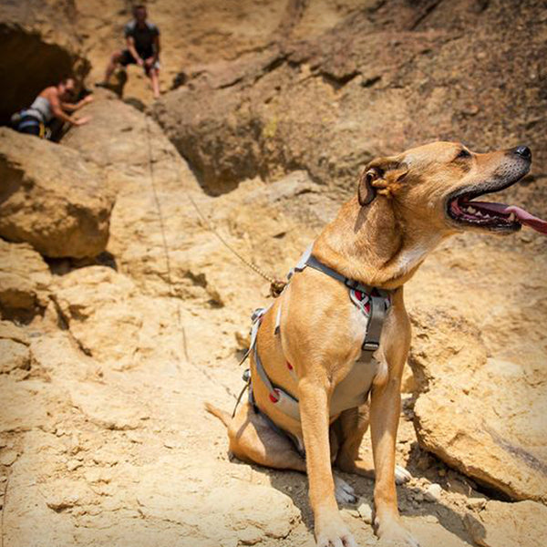 DOUBLEBACK "KLETTER"-GESCHIRR