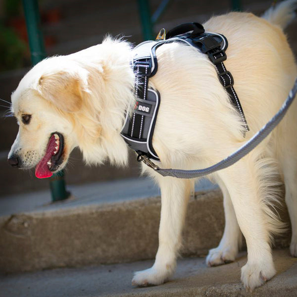 I-DOG GESCHIRR STYLE