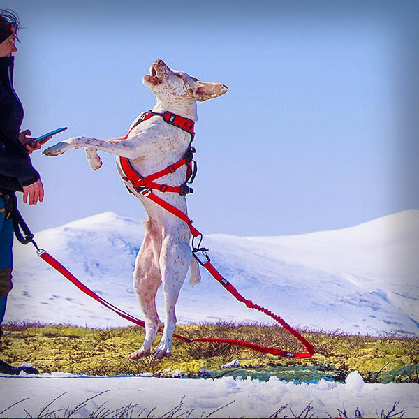 I-DOG GESCHIRR CONFORT TREK