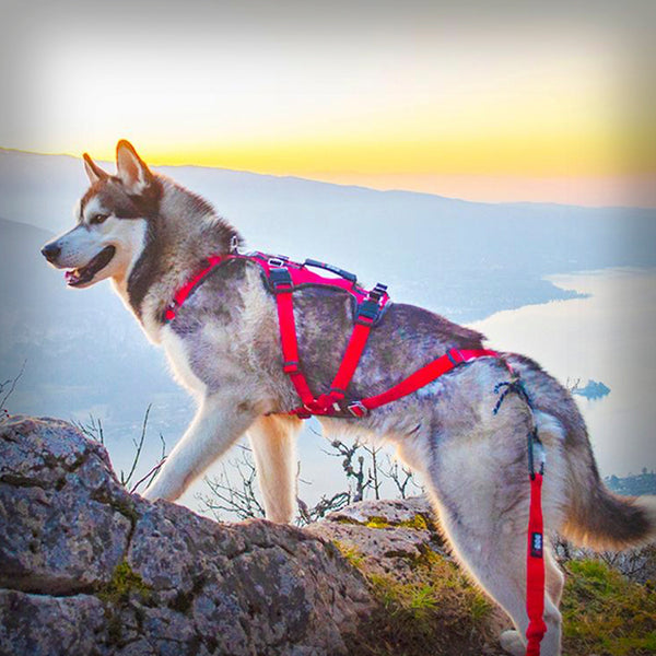 I-DOG GESCHIRR CONFORT TREK