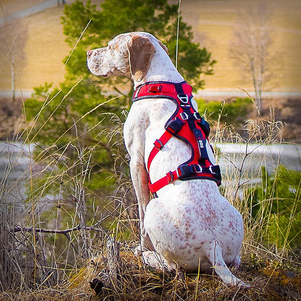 I-DOG GESCHIRR CONFORT TREK
