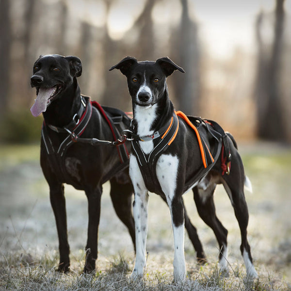 SLEDWORK XBACK ACTIVE G3 MIDI