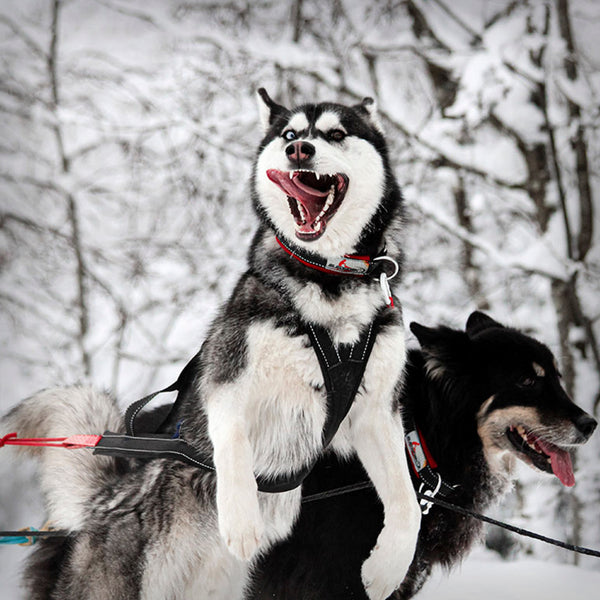 SLEDWORK XBACK ACTIVE G3 MIDI