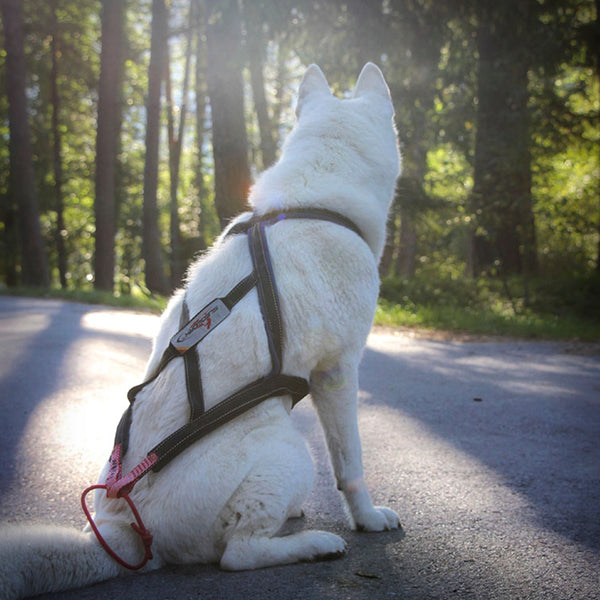 SLEDWORK XBACK ACTIVE G3 MIDI