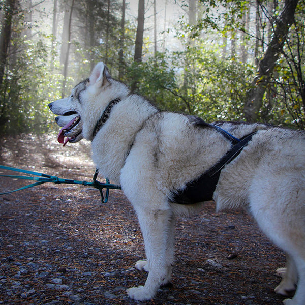 SLEDWORK XBACK ACTIVE G3 MIDI