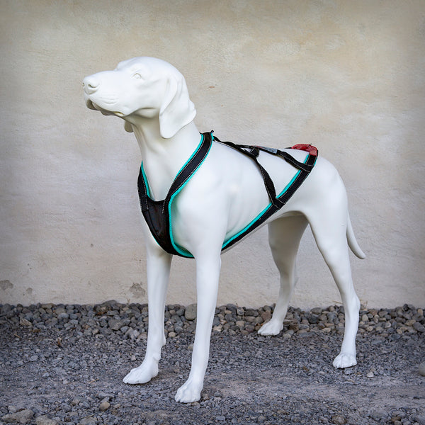 SLEDWORK XBACK ACTIVE G2- Das Xback active G2 (Generation 2) besitzt die DNA der bewährten Xback-Geschirre, ist aber trotzdem in wesentlichen Teilen eine komplette Neuentwicklung. Für den Hals- und Brustbereich wird ein Schnittteil aus Nylongewebe verwendet so wird eine deutliche Optimierung der geometrischen Verhältnisse erziehlt. Durch die Form direkt am Brustbein entsteht kein Druck auf die Luftröhre und die grossen Gefässe im Hals.