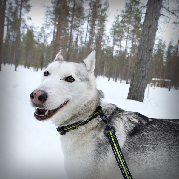 HALSBAND 4 SEASON POWER