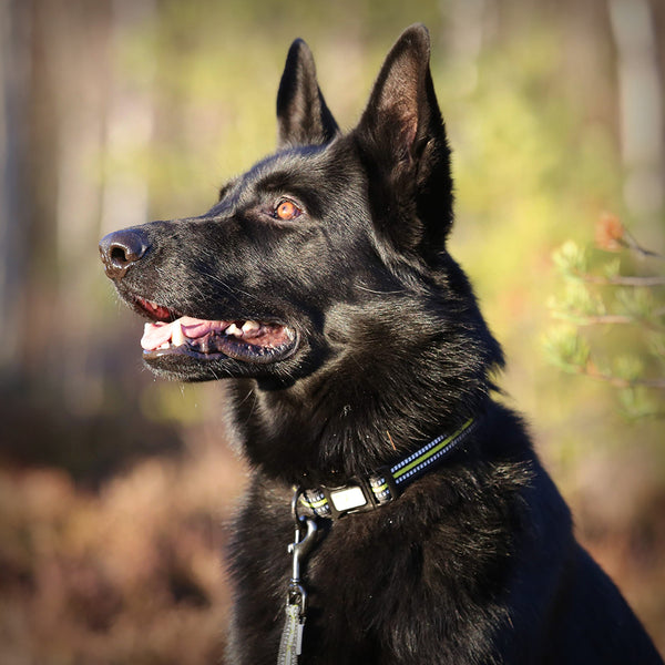 HALSBAND 4 SEASON POWER