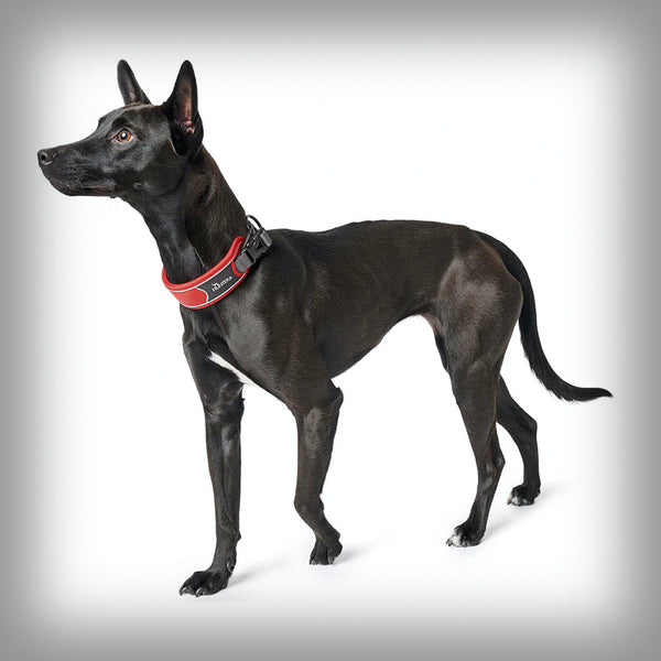 BREITES HALSBAND DIVO