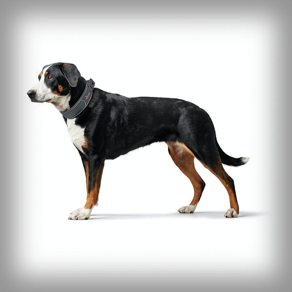 BREITES HALSBAND DIVO