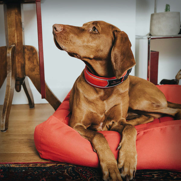 BREITES HALSBAND DIVO