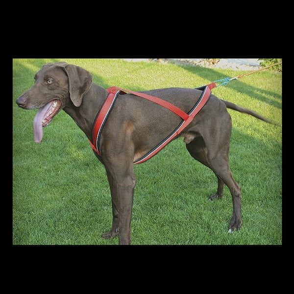 ZUGGESCHIRR SPEED LINE