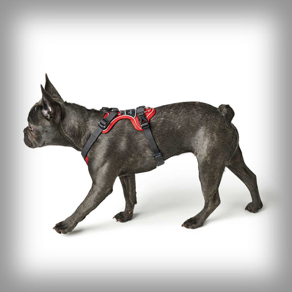 HUNTER BRUSTGESCHIRR DIVO