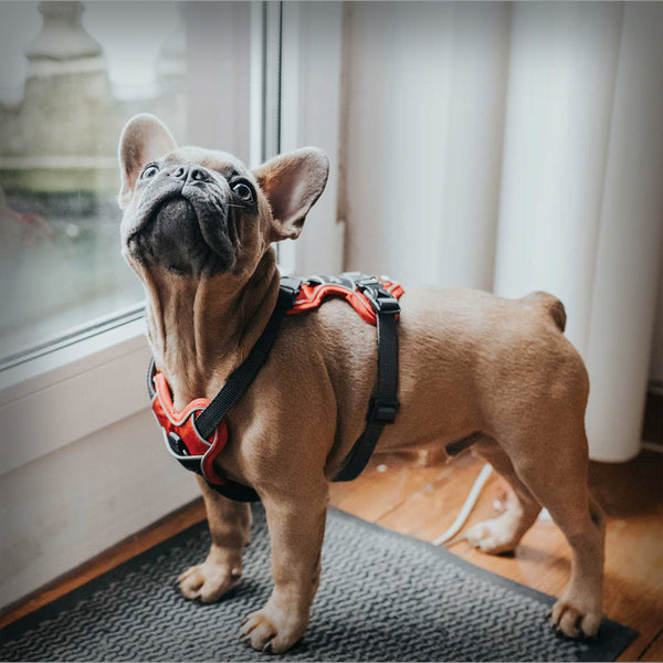 HUNTER BRUSTGESCHIRR DIVO