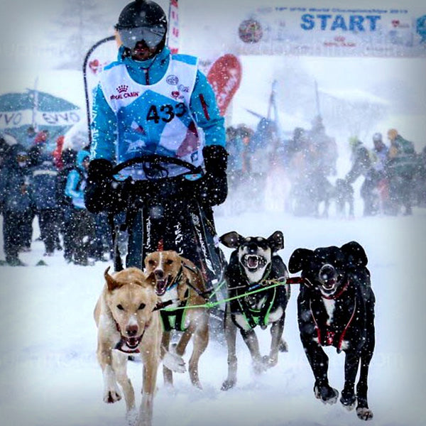 SOFTSHELL JACKE INLANDSIS