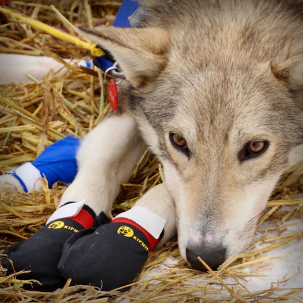 KIPMIK BOOTIES VELCRO AUS ALASKA