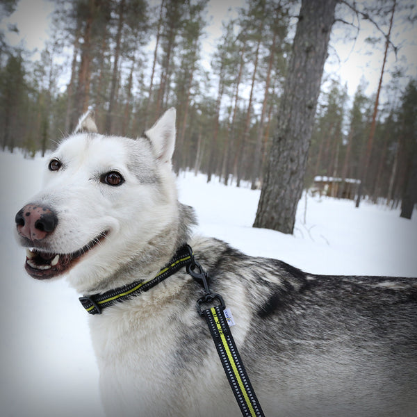 LEINE 4 SEASON VON AXAECO- ist eine robuste, 120 cm lange Leine Alltagsleine.