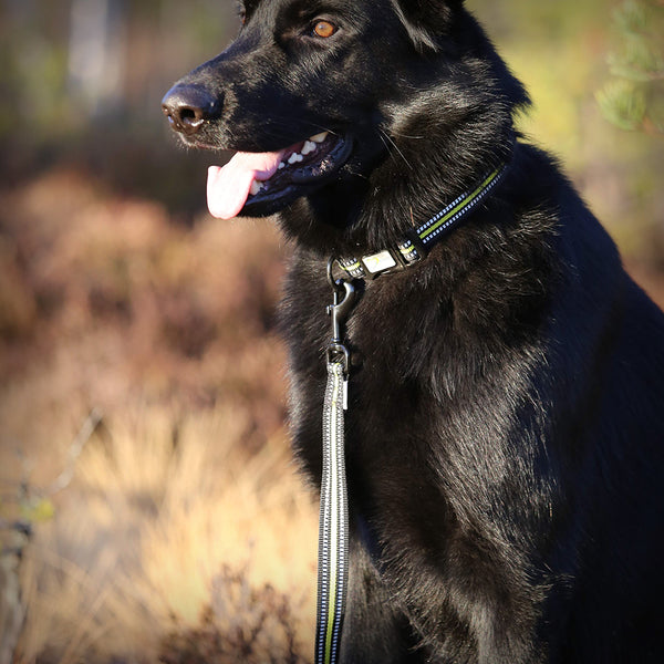 LEINE 4 SEASON VON AXAECO- ist eine robuste, 120 cm lange Leine Alltagsleine.