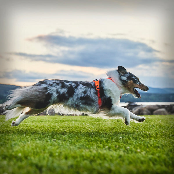 NON-STOP LINE HARNESS 5.0