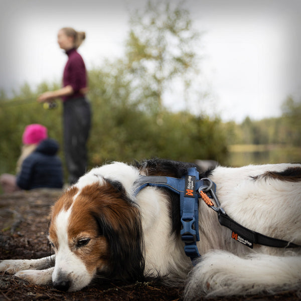 NON-STOP LINE HARNESS 5.0
