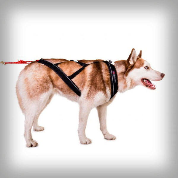 NANSEN NOME ZUGGESCHIRR