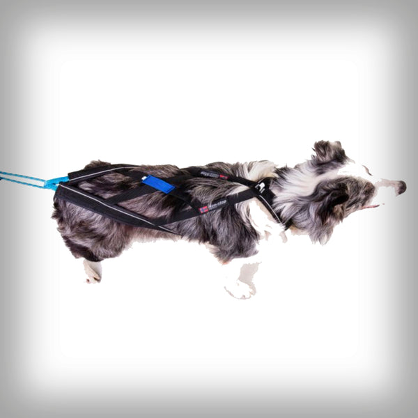 NANSEN NOME ZUGGESCHIRR