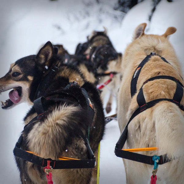 NANSEN STICK ZUGGESCHIRR