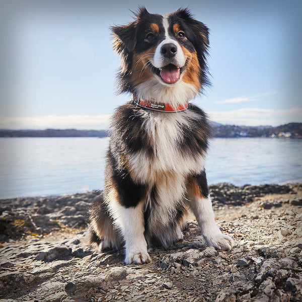 NON-STOP CRUISE HALSBAND