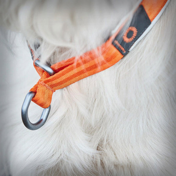 NON-STOP CRUISE HALSBAND