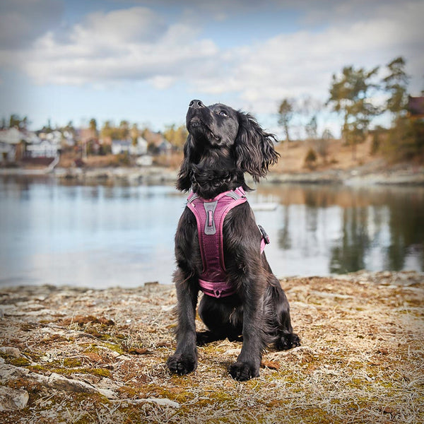 RAMBLE HARNESS