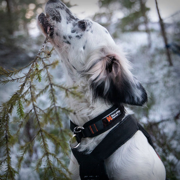 NON-STOP ROCK COLLAR