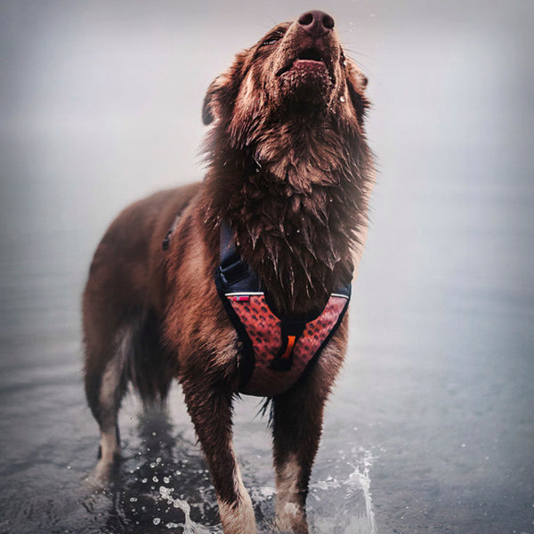 NON-STOP ROCK HARNESS