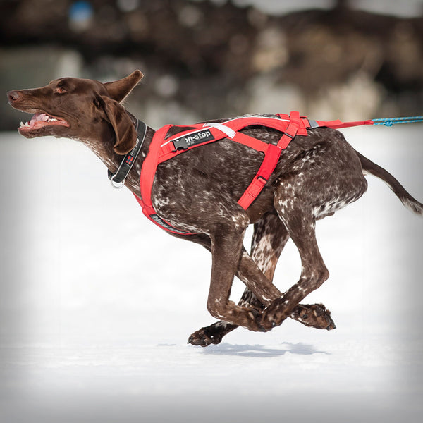 ZUGGESCHIRR COMBINED HARNESS