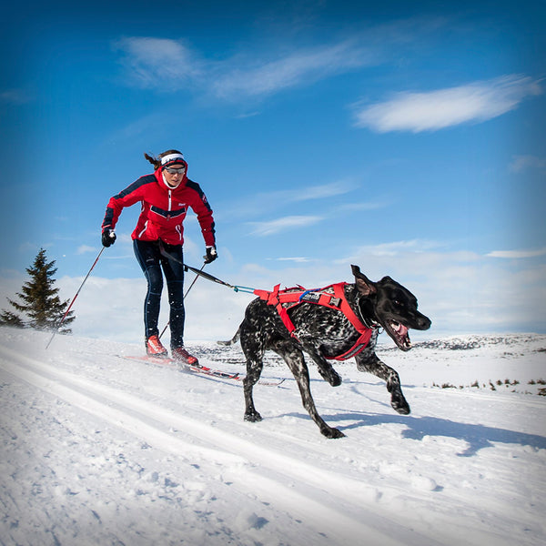 ZUGGESCHIRR COMBINED HARNESS
