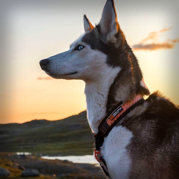 NON-STOP ROCK COLLAR