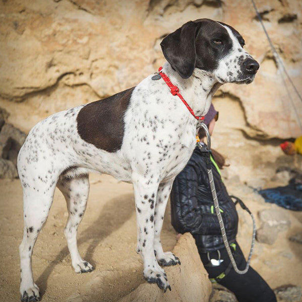 SEILHALSBAND KNOT-A-COLLAR