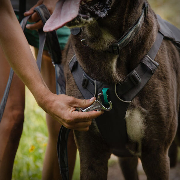 SWITCHBAK HUNDEGESCHIRR
