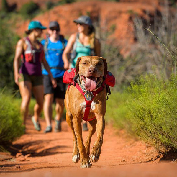 RUFFWEAR SINGLETRAK HUNDERUCKSACK- ist ein leichter, flach anliegender Hunderucksack für Wasserversorgung, der für jedes Abenteuer geeignet ist. Der Singletrak hat zwei faltbare Wasserflaschen, zwei Aufbewahrungstaschen für die wichtigsten Gegenstände
