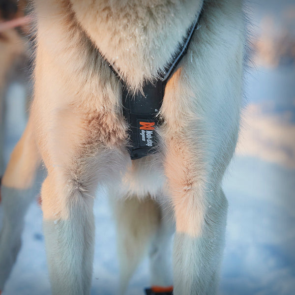 NANSEN NOME ZUGGESCHIRR 5.0