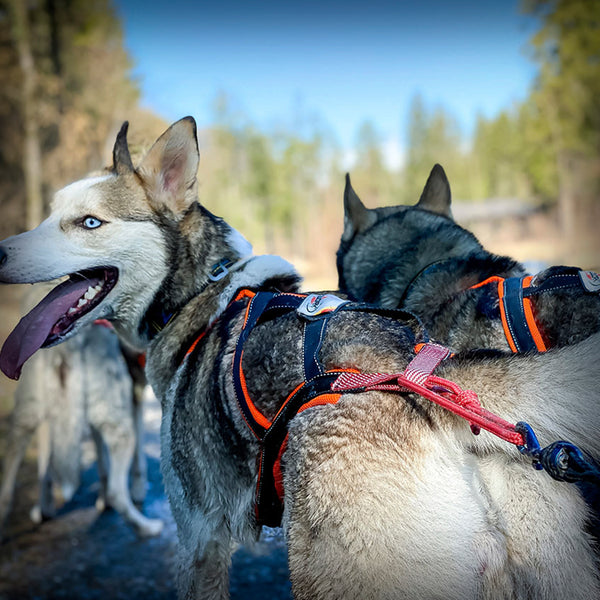 SLEDWORK XBACK ACTIVE G2- Das Xback active G2 (Generation 2) besitzt die DNA der bewährten Xback-Geschirre, ist aber trotzdem in wesentlichen Teilen eine komplette Neuentwicklung. Für den Hals- und Brustbereich wird ein Schnittteil aus Nylongewebe verwendet so wird eine deutliche Optimierung der geometrischen Verhältnisse erziehlt. Durch die Form direkt am Brustbein entsteht kein Druck auf die Luftröhre und die grossen Gefässe im Hals.