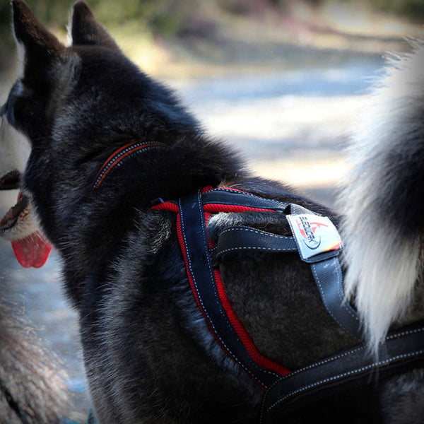 SLEDWORK XBACK ACTIVE G2 MIDI