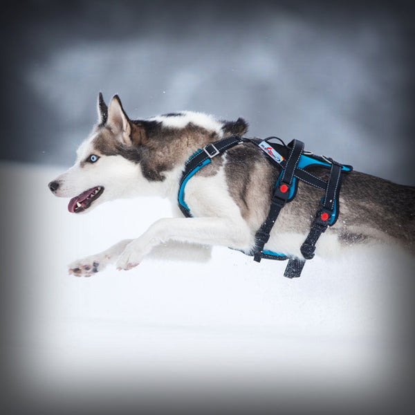OPEN RANGE HARNESS