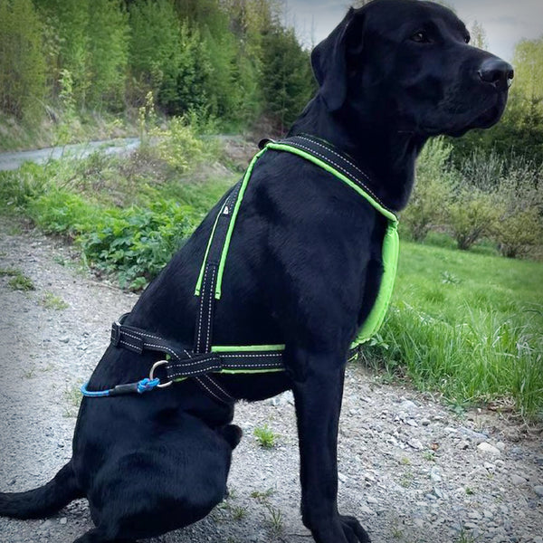 V.I.P. MULTISPORT ZUGGESCHIRR